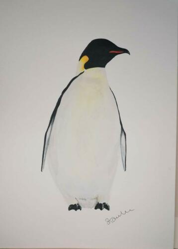 Emperor Penguin