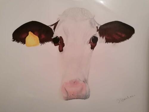 Cow with Ear Tag